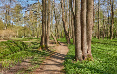 Winding bicycle road through the forest park. Spring, early summer. Nature, eco tourism, hiking, walking, running, cycling, sport, leisure activity, healthy lifestyle conceptsの写真素材