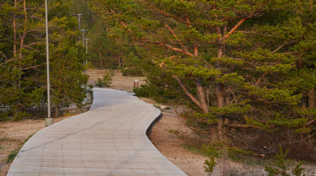 Baltic sea shore on a sunny day. Modern wooden pathway (boardwalk). Pine trees. Beach, sand dunes,...
