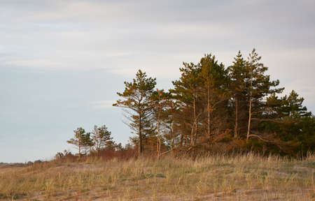 Baltic sea shore (sand dunes, beach). Evergreen pine forest, dune grass. Dramatic sky, glowing sunset clouds. Picturesque panoramic scenery. Nature, environment, eco tourism, hiking, exploring conceptの写真素材