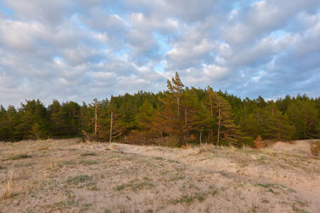 Baltic sea shore (sand dunes, beach). Evergreen pine forest, dune grass. Dramatic sky, glowing sunset clouds. Picturesque panoramic scenery. Nature, environment, eco tourism, hiking, exploring conceptの写真素材