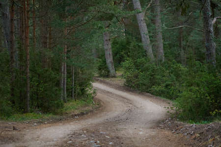 Rural road (hiking trail, pathway) through the majestic northern evergreen forest. Mighty pine and spruce trees. Atmospheric landscape. Nature, environment, eco tourism, exploring, wanderlust conceptの写真素材