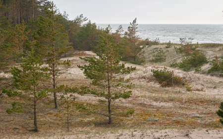 Baltic sea shore (sand dunes, beach). Evergreen pine forest, dune grass. Dramatic sky, glowing sunset clouds. Picturesque panoramic scenery. Nature, environment, eco tourism, hiking, exploring conceptの写真素材