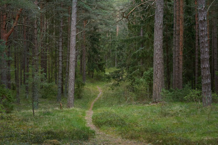 Rural road (hiking trail, pathway) through the majestic northern evergreen forest. Mighty pine and...