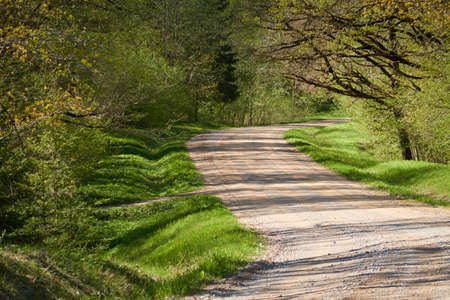 Pathway in a majestic green deciduous and pine forest park. Natural tunnel. Mighty trees, plants....