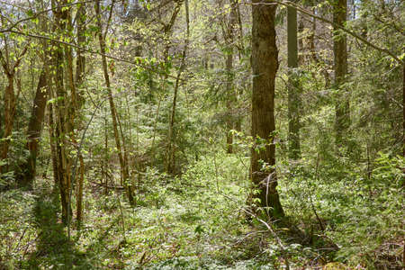 Panoramic view of the green forest. Sunlight through the trees. Spring, early summer. Environmental...