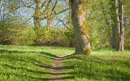 Panoramic view of a green deciduous forest park on a sunny day. Mighty trees, plants, flowers. Soft...