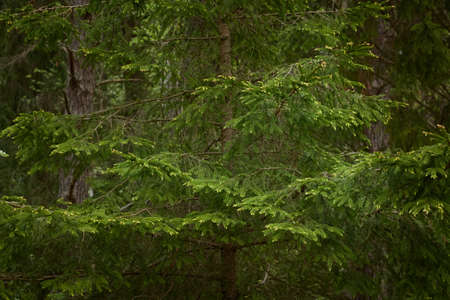 Majestic evergreen forest. Mighty pine and spruce trees. Soft sunlight. Atmospheric landscape. Nature, seasons, environment, eco tourismの写真素材