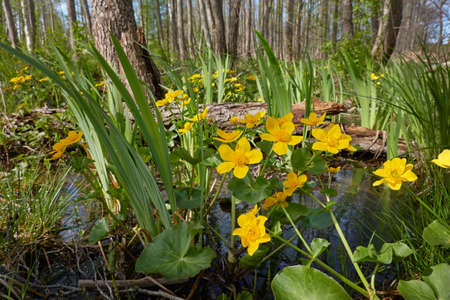Yellow flowers (Caltha palustris, marsh-marigold), green leaves. Overgrown forest river, swamp....