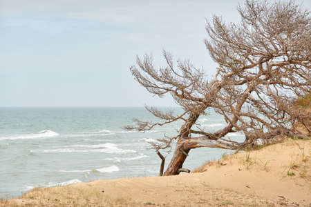 Baltic sea shore after the rain. Sand dunes, dune grass, lonely pine trees. Blue sky, glowing...