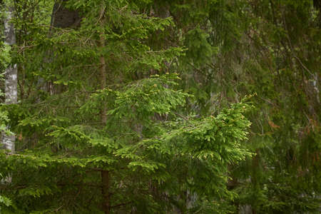 Majestic evergreen forest. Mighty pine and spruce trees. Soft sunlight. Atmospheric landscape....