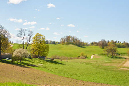 Picturesque panoramic scenery of the green hills and meadows (agricultural fields). Sheeps grazing, close-up. Forest in the background. Idyllic summer rural scene. Pastoral landscape. New Zealandの写真素材