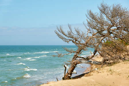 Baltic sea shore after the rain. Sand dunes, dune grass, lonely pine trees. Blue sky, glowing...