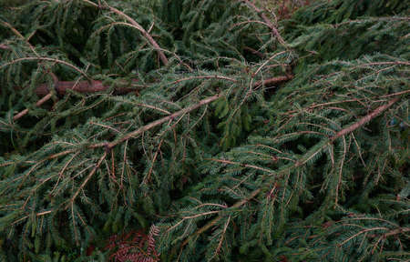 Young spruce tree branch with a cone, close-up. Majestic evergreen pine forest. Dark atmospheric...