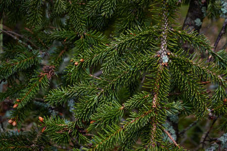 Young spruce tree branch with a cone, close-up. Majestic evergreen pine forest. Dark atmospheric...