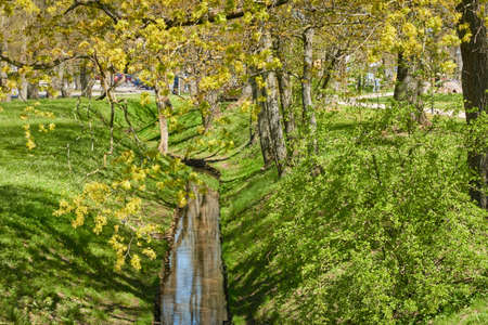 Small river (canal) in the forest park. Mighty green deciduous trees, wildflowers, plants. Golden...