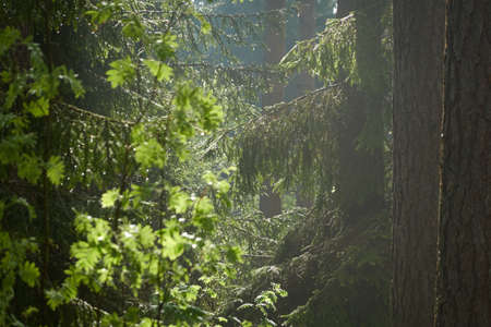 Majestic northern evergreen forest. Mighty pine and spruce trees. Soft sunlight, sunbeams....
