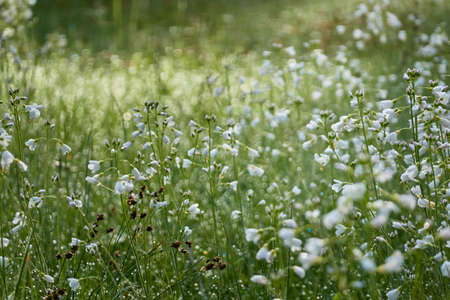 Blooming forest meadow (lawn) of small white flowers Cardamine pratensis. Dew drops, soft morning...