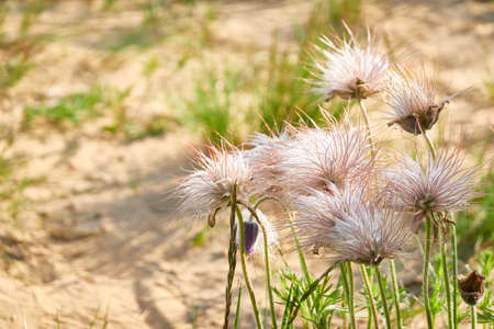 Blooming forest meadow (lawn) of small purple flowers Pulsatilla pratensis. Soft morning sunlight. Spring, early summer. Pure nature, ecology, environment, botany. Close-up, macro, bokehの写真素材