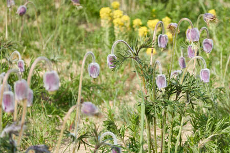 Blooming forest meadow (lawn) of small purple flowers Pulsatilla pratensis. Soft morning sunlight. Spring, early summer. Pure nature, ecology, environment, botany. Close-up, macro, bokehの写真素材