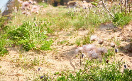 Blooming forest meadow (lawn) of small purple flowers Pulsatilla pratensis. Soft morning sunlight....