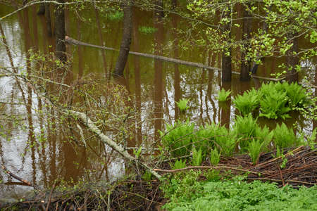 River in a forest park. Trees, plants, moss, fern, green grass. Beaver dam. Spring, early summer....