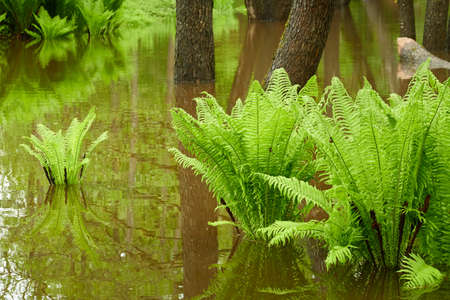 Green fern leaves, close-up. Forest river. Reflections on water. Spring, early summer. Nature, botany, environment, ecology, tropical and rainforest plants, botanical gardenの写真素材
