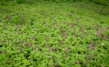 Blooming lawn (meadow) of pink and purple Lamium flowers in a forest park. Spring, early summer. Environment, ecology, ecosystems, pure nature. Idyllic landscapeの写真素材