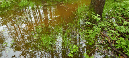 River in a forest park. Trees, plants, moss, fern, green grass. Reflections on water. Spring, early...