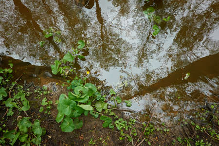River in a forest park. Plants, moss, fern, green grass. Reflections on water. Spring, early summer....