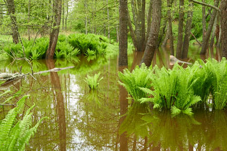 Green fern leaves, close-up. Forest river. Reflections on water. Spring, early summer. Nature,...