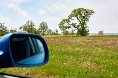 Blooming lawn (field) near the Baltic sea shore. Grass, plants, wildflowers, lonely trees. Sunny day, dramatic sky. Summer rural scene. Panoramic landscape. View from carの写真素材