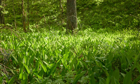 Green leaves, blooming lawn (meadow) in a forest park. Spring, early summer. Environment, ecology,...