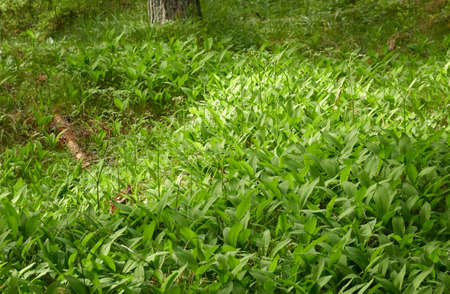 Green leaves, blooming lawn (meadow) in a forest park. Spring, early summer. Environment, ecology,...
