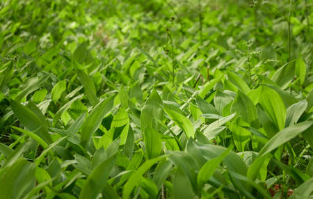 Green leaves, blooming lawn (meadow) in a forest park. Spring, early summer. Environment, ecology,...
