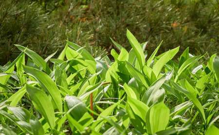 Green leaves, blooming lawn (meadow) in a forest park. Spring, early summer. Environment, ecology,...