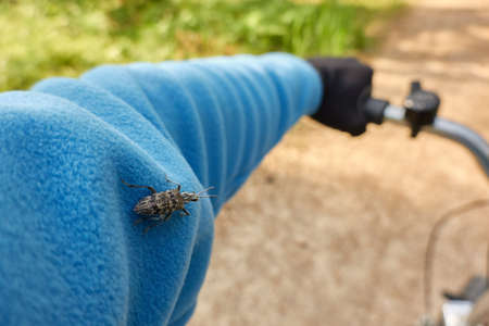Ribbed pine borer, is a species of longhorn beetle Rhagium inquisitor (ribbed pine borer, family Cerambycidae). Brown bug sitting on a cyclist hand, close-up. Insects, entomology themesの写真素材