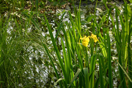 Forest floor of blooming wild yellow iris flowers. Atmospheric summer landscape. Nature,...