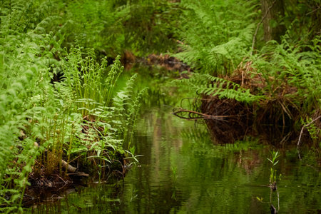 River in a forest park. Plants, moss, fern, green grass. Reflections on water. Spring, early summer. Environment, climate, ecology, ecosystems, pure nature. Idyllic landscape. High angle viewの写真素材