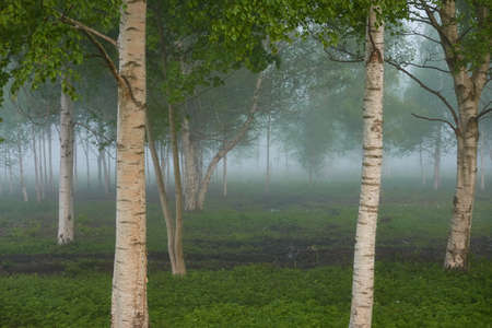 Deciduous forest park at sunrise. Birch trees, green leaves, plants. Fog, mist, soft sunlight. Atmospheric summer landscape. Nature, ecology, eco tourism, fresh air themesの写真素材