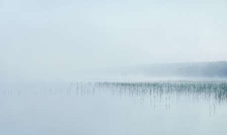 Forest lake in a thick white fig. Tree silhouettes. Reflections on water. Atmospheric summer landscape. Nature, ecology, environmental conservation, eco tourism. Picturesque panoramic sceneryの写真素材
