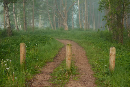 Pathway through the majestic green summer forest. Fog, soft sunlight. Mighty trees, green leaves and...