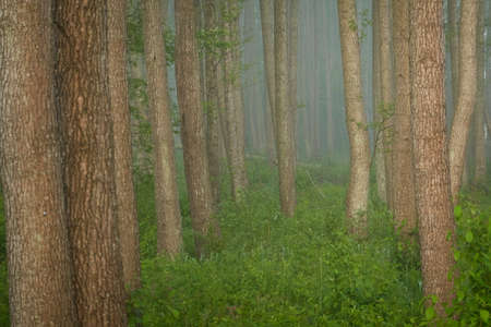 Majestic deciduous forest park in a fog at sunrise. Soft sunlight. Mighty trees, green plants. Pure...