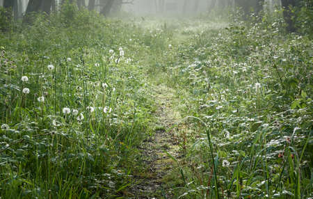 Forest meadow (lawn) at sunrise. Plants, flowers, dew drops. Morning fog, soft sunlight, sunbeams, golden hour. Idyllic landscape. Picturesque scenery. Nature, environment, ecologyの写真素材