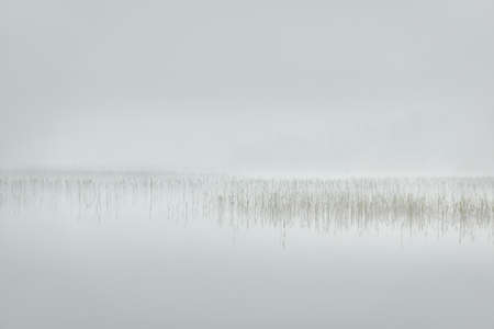 Panoramic view of the forest lake (river). Sunrise, soft sunlight, thick fog. Idyllic monochrome landscape. Pure nature, ecology, ecological reserve, eco tourismの写真素材