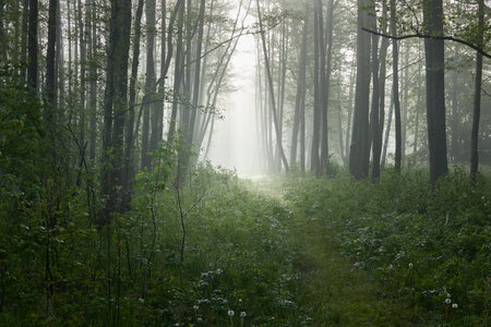 Pathway through the majestic deciduous forest in a fog at sunrise. Soft sunlight, sunbeams. Mighty trees. Natural tunnel. Pure nature, ecology. ecotourism, fantasy, fairy tale, dream, mystery conceptsの写真素材