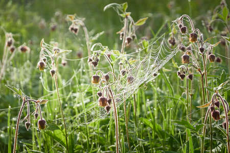Spider web, grass, plants, wildflowers close-up. Soft sunlight. Concept forest landscape....