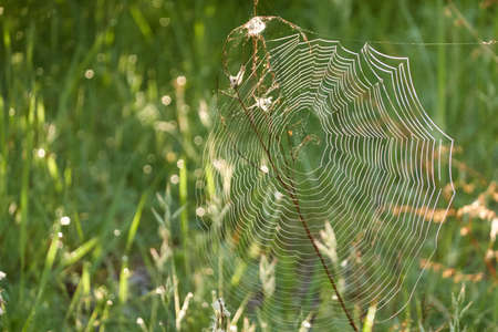 Spider web, grass, plants, wildflowers close-up. Soft sunlight. Concept forest landscape....