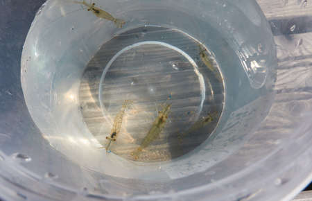 Rockpool shrimps (Palaemon elegans) in a transparent bucket, close-up. Shrimp is native to the eastern North Atlantic, Baltic, Mediterranean and Black Sea, introduced in the Caspian and Aral seasの写真素材