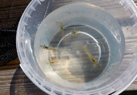 Rockpool shrimps (Palaemon elegans) in a transparent bucket, close-up. Shrimp is native to the eastern North Atlantic, Baltic, Mediterranean and Black Sea, introduced in the Caspian and Aral seasの写真素材
