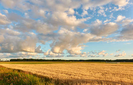 Plowed agricultural field and forest at sunset. Dramatic sky, glowing clouds, soft golden sunlight. Latvia. Summer, early autumn. Nature, ecology, remote places, harvesting. Panoramic viewの写真素材
